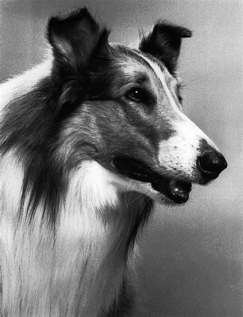 Unmasking the magic of Lassie: How the beloved character became a symbol of hope and strength